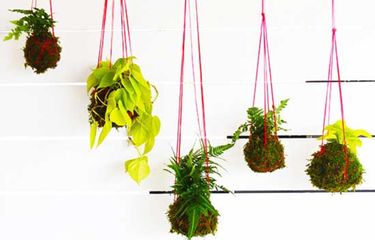 Membuat Kokedama, Seni Merangkai Tanaman Hias ala Jepang