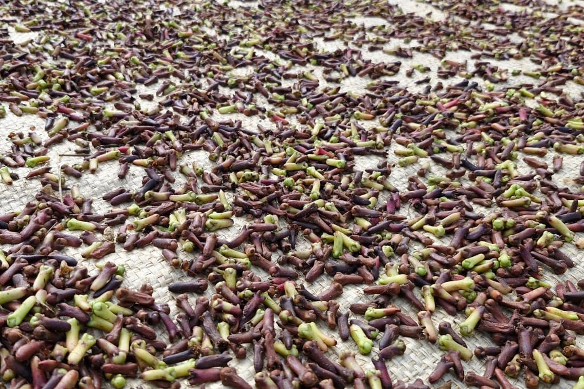 Kasus Radioaktif Cesium Indonesia Bikin Importir AS Kekurangan Cengkih Jelang Thanksgiving