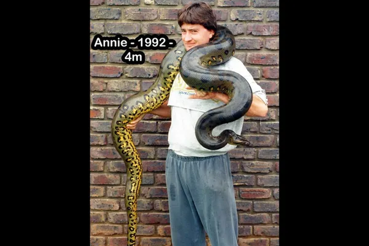 Paul Swires bersama Annie, seekor ular Anaconda betina, di tahun 1992.