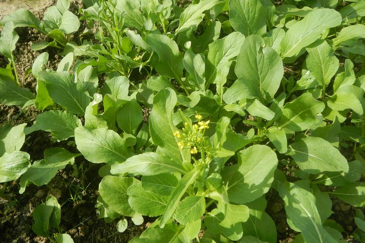 Ilustrasi tanaman caisim, menanam caisim. 