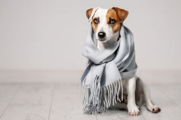 Ilustrasi anjing mengenakan scraf saat cuaca dingin untuk menghangatkan tubuh. 