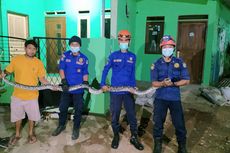 Geger di Sawangan Depok, Ular Sanca 3 Meter Masuk ke Rumah Warga Tengah Malam