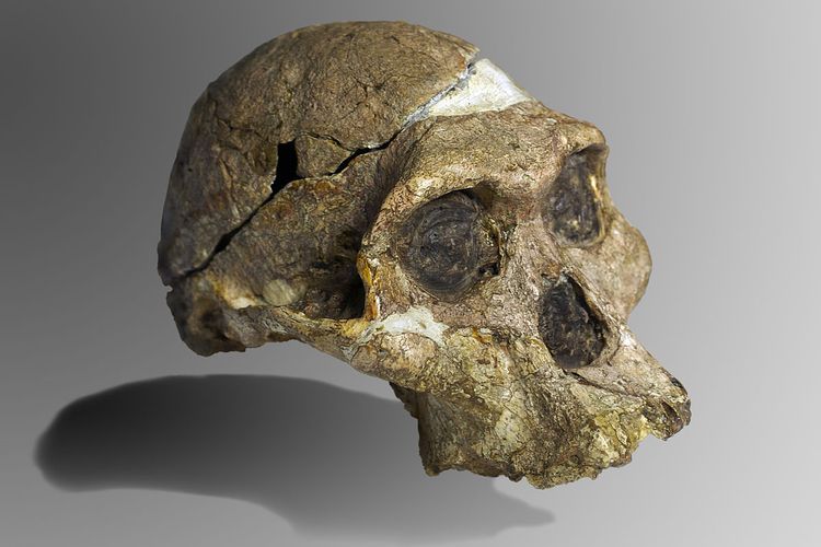 Fosil Tengkorak Manusia Purba Australopithecus Africanus