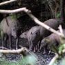 Babirusa Punya Taring atau Tanduk? Ini Penjelasan Dosen IPB
