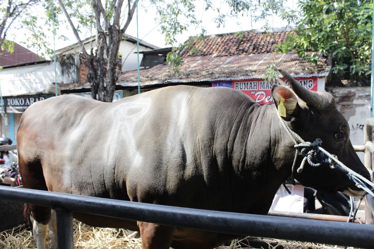 Sapi kurban dari Presiden Jokowi diserahkan ke Panitia Kurban Masjid Agung Jamik Singaraja, Bali, Jumat (30/6/2023).
