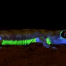 Kena Cahaya Bulan, Tubuh Tokek Gurun Ini Jadi Hijau Neon