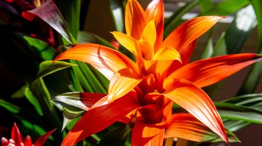 3 Tanaman Hias yang Bawa Hoki di Tahun Kuda Api 2026