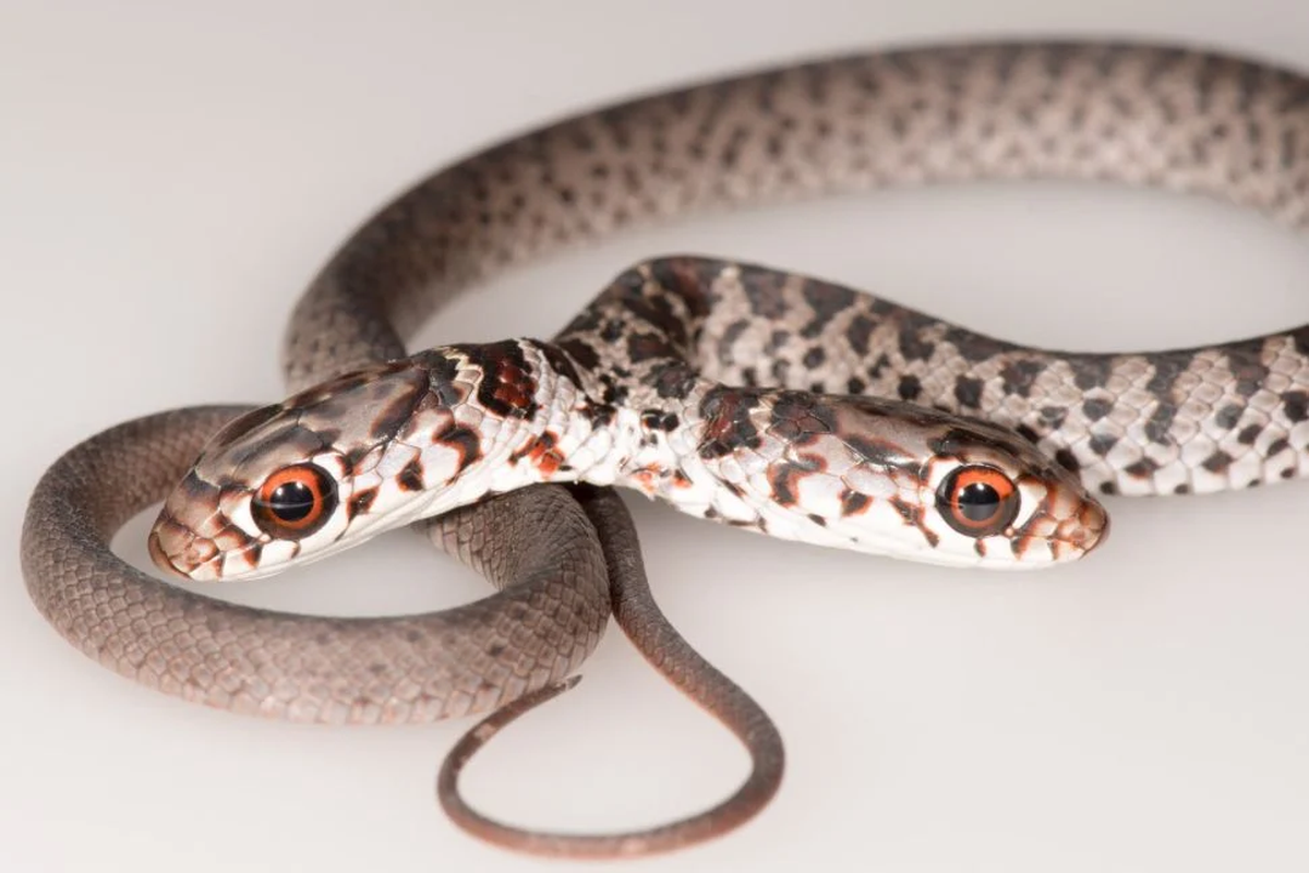 Dos, ular berkepala dua yang ditemukan di Florida.


