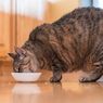 7 Penyebab Kucing Tidak Mau Makan dan Cara Mengatasinya