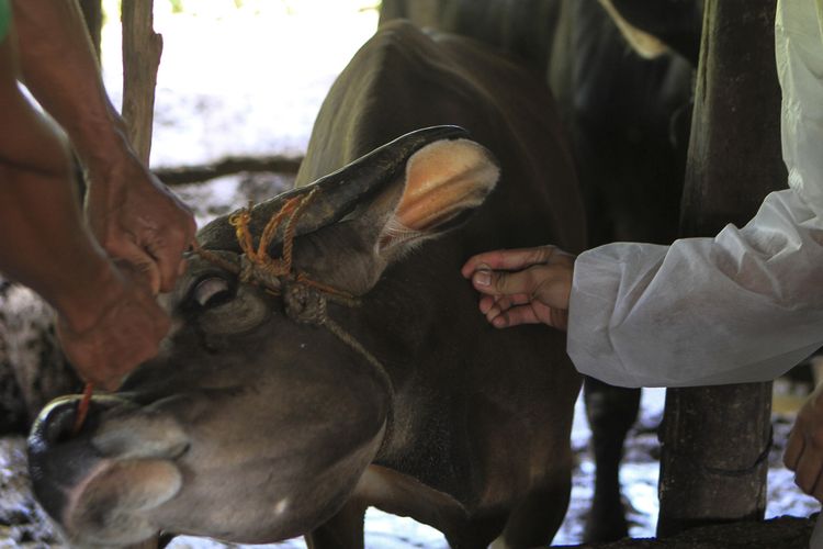 Petugas dari Dinas Ketahanan Pangan dan Peternakan (DKPP) Sumatera Selatan melakukan vaksinasi Penyakit Mulut dan Kuku (PMK) terhadap sapi yang ada dipeternakan, Selasa (28/6/2022).