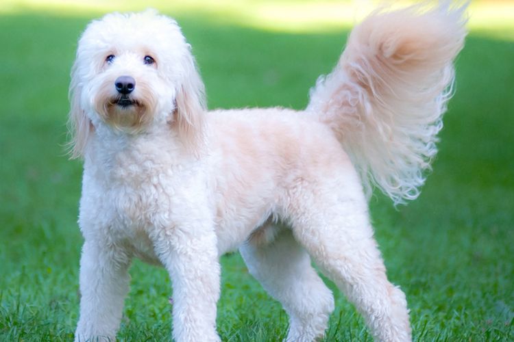 7 Fakta Menarik Anjing Goldendoodle, Campuran Golden Dan Pudel