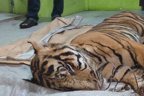 Harimau Sumatera Mati Terjerat di Hutan Industri, Ini Penjelasan Perusahaan