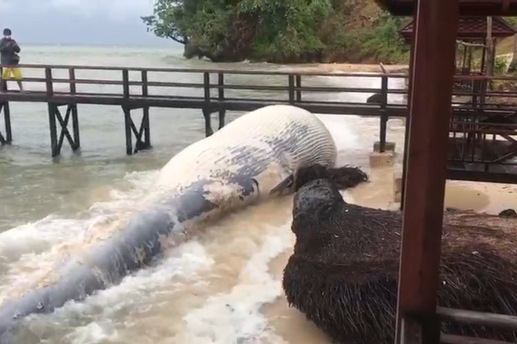 Bangkai paus berukuran 11 meter Terdampar di Tempat Wisata di Kaimana