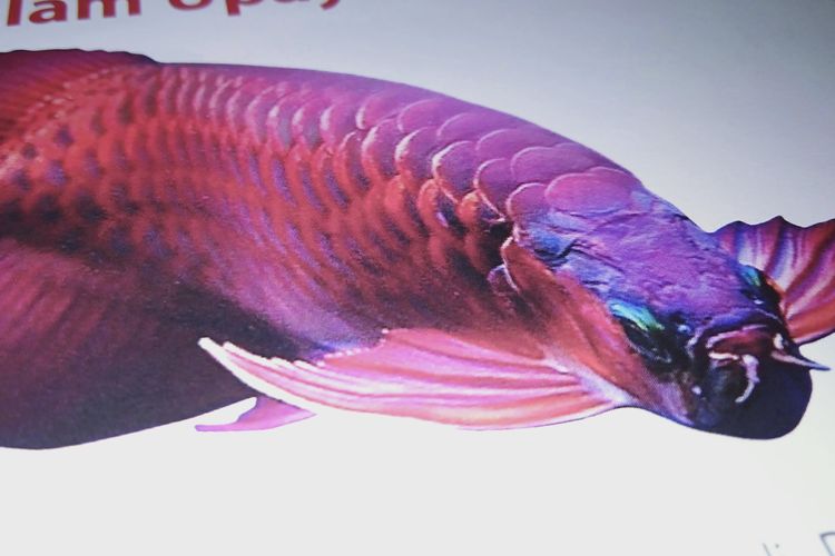 Hampir punah, ikan arwana super red ini hanya terdapat di perairan Kapuas Hulu. Berikut daftar harga ikan arwana atau harga arwana termasuk harga ikan arwana anakan.