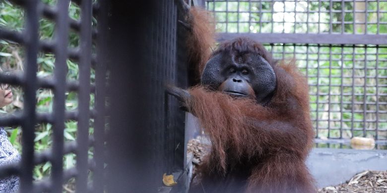 Kisah Mungky dan Dodo Kembali ke Borneo, Siap Sambut Hidup Baru di IKN