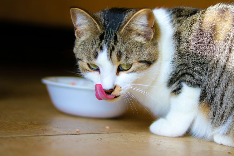 Ilmuwan Ungkap Penyebab Kucing Tiba-tiba Berhenti Makan, Ternyata Bukan karena Kenyang