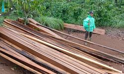 Pembalakan Liar Taman Nasional Baluran, 166 Batang Pohon Jati Dibabat Habis