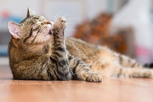 Anak Autisme Disarankan Memelihara Kucing