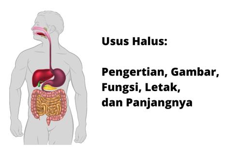 Usus Halus: Pengertian, Gambar, Fungsi, Letak, dan Panjangnya