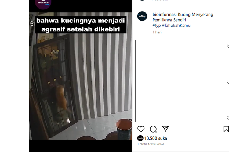 Tangkapan layar unggahan video menyebut kucing agresif setelah dikebiri