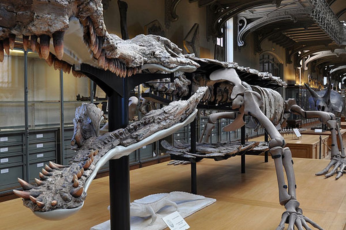 Kerangka Sarcosuchus dipamerkan di Museum National d'Histoire Naturelle, Paris, Prancis.
