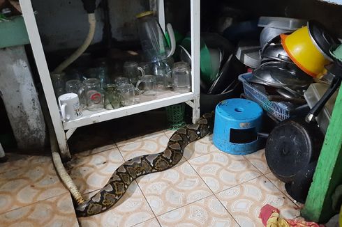 Pemilik Warung Teriak Lihat Ular Piton di Dapur, Petugas Damkar: Ularnya Keluar dari Selokan...