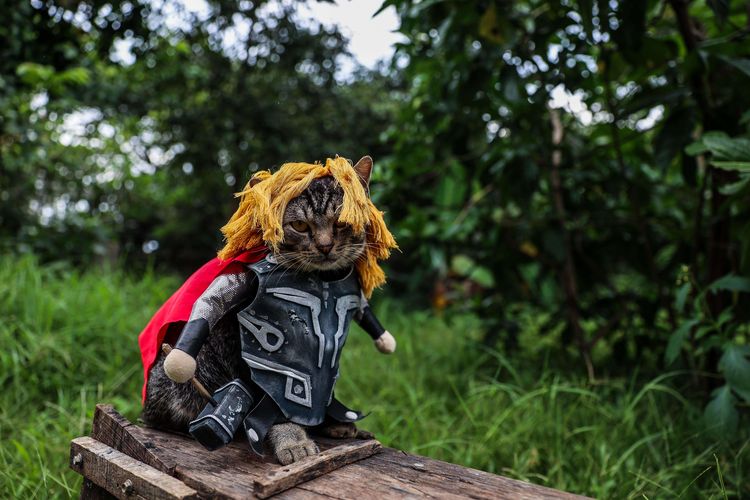 Seekor kucing berpose menggunakan busana kucing di rumah di Desa Jampang, Kabupaten Bogor, Jawa Barat, Jumat (4/12/2020). Fredi Lugina Priadi, menciptakan pasar busana untuk kucing dengan menawarkan model cosplay yang unik bagi hewan piaraan tersebut. Satu potong busana kucing berkisar dari Rp100 ribu hingga Rp1,5 juta.