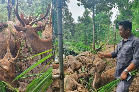 Serunya Piknik di Taman Penangkaran Rusa Tahura WAR, Lampung