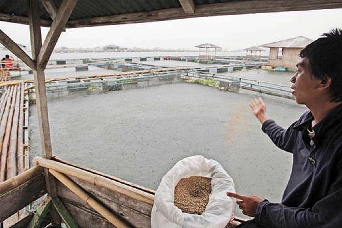 Khaerudin memberi makan ikan yang dibesarkan di keramba jaring apung di Waduk Cirata, Kabupaten Cianjur, Jawa Barat, Sabtu (26/3). Lebih dari 3 kuintal pakan  setiap hari dibutuhkan untuk membesarkan ikan-ikannya.