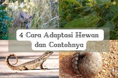 4 Cara Adaptasi Hewan dan Contohnya