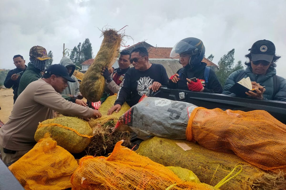 Polisi mencatat temuan tanaman ganja baru di Lereng Gunung Semeru, Desa Argosari, Kecamatan Senduro, Kabupaten Lumajang, Jawa Timur, Rabu (30/10/2024)