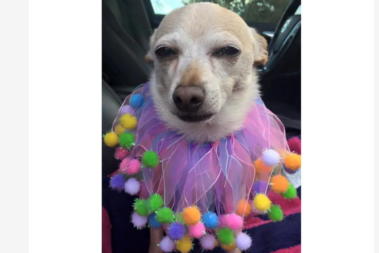 TobyKeith, anjing chihuahua asal Florida dinobatkan sebagai anjing tertua di dunia