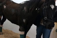 Akan Dieutanasia, Seekor Kuda yang Terluka Kabur ke Jalan Raya