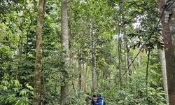 Menyambangi Hutan Harapan, Wana Dataran Rendah yang Tersisa di Sumatera