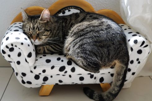 Mengapa Kucing Alami Kedutan atau Kejang Saat Tidur?