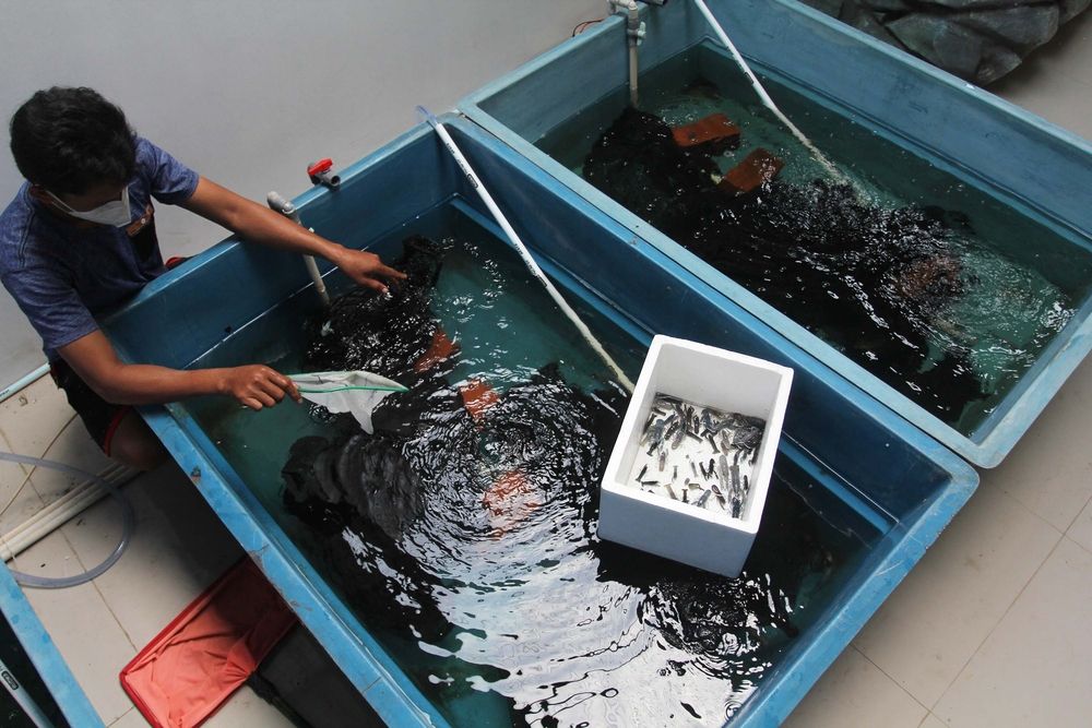 Siapkan Rantai Pasok Lobster Global, KKP Kebut Regulasi Benur
