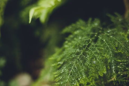 Proses Fotosintesis pada Tumbuhan yang Membuatnya Terus Tumbuh Berkembang