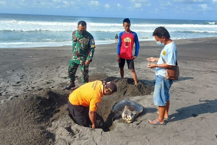 Penyu yang ditemukan di Pantai Pandansari, Bantul Senin (25/10/2021)