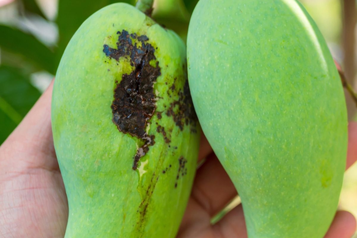 Ilustrasi buah mangga yang terserang hama