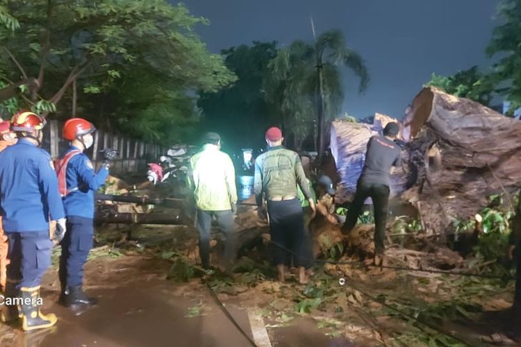 Jajaran Suku Dinas (Sudin) Penanggulangan Kebakaran dan Penyelamatan Jakarta Timur mencatat, setidaknya ada tiga pohon di wilayah Pulogadung yang tumbang akibat hujan dan angin kencang, Jumat (26/11/2021).