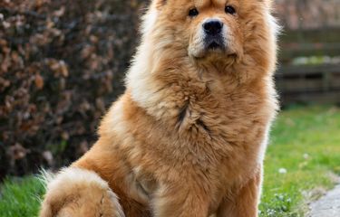 7 Jenis Ras Anjing di Dunia, dari Sporting hingga Terrier Halaman ...