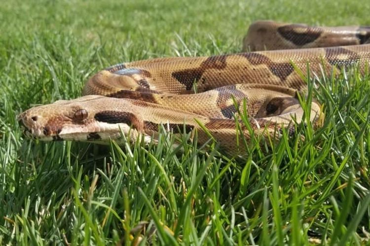 Ular boa constrictor