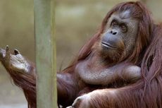 Orangutan Menutup Mulut untuk Mengubah Suara