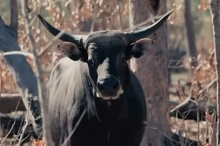 Banteng Jawa di Taman Nasional Baluran Diburu, Tersisa 4 Potongan Daging
