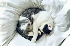 Avatar: Fire and Ash Tembus Rp 12,7 Triliun dalam Dua Pekan, China Jadi Pasar Terbesar