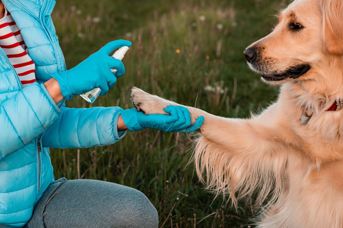 Ilustrasi anjing memakai hand sanitizer