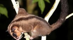 Ternyata Belum Punah! Ilmuwan Temukan Dua Marsupial dari Zaman Es di Hutan Papua