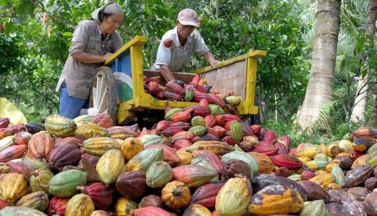 Menguatkan Akar dan Menjahit Masa Depan: Arah Baru Perkebunan Nasional