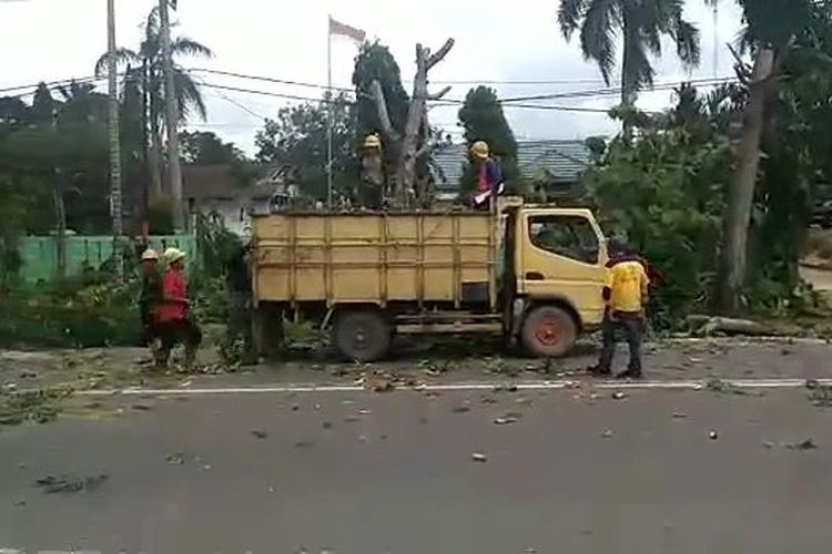 Truk digunakan untuk mengangkut hasil penebangan pohon di Kota Pangkalpinang.