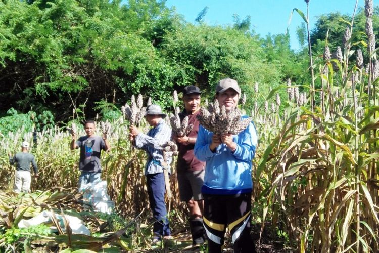 Pemerintah Kecamatan Lambaleda Utara, Kabupaten Manggarai Timur, NTT melaksanakan Panen Raya Sorgum di wilayah, Selasa, (5/4/2022). Sorgum juga menunjang asupan gizi bagi keluarga di Kecamatan tersebut. (KOMPAS.com/CAMAT LAMBALEDA UTARA-AGUSTINUS SUPRATMAN)